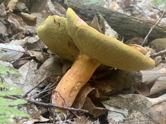 Lanmaoa carminipes