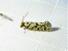 Amydria margoriella