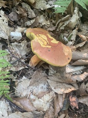 Lanmaoa carminipes