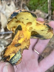 Lanmaoa carminipes