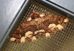 Paradromulia ambigua