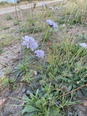 Scabiosa columbaria