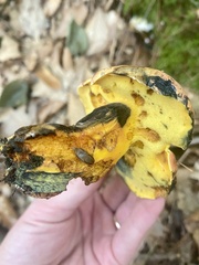 Lanmaoa carminipes