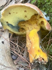 Lanmaoa carminipes
