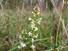 Stackhousia monogyna