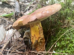 Lanmaoa carminipes