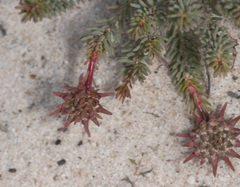 Darwinia virescens