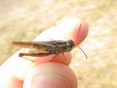 Camnula pellucida