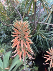 Aloe maculata
