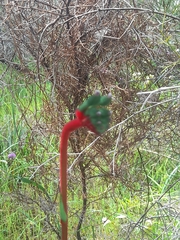 Anigozanthos manglesii