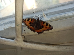 Aglais urticae