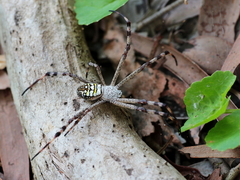 Argiope picta