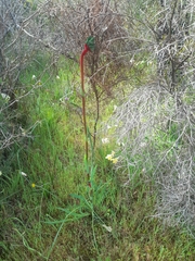 Anigozanthos manglesii