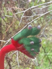 Anigozanthos manglesii