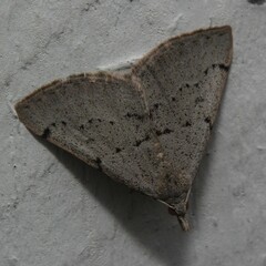 Dichromodes usurpatrix