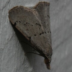 Dichromodes usurpatrix