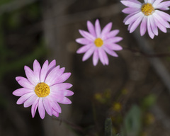 Brachyscome iberidifolia