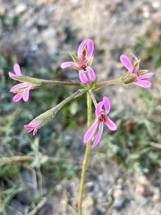 Pelargonium alchemilloides