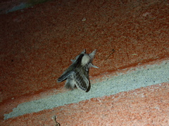 Tolype velleda