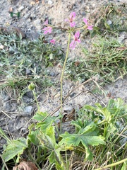 Pelargonium alchemilloides