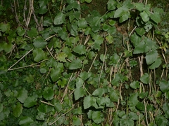 Arabidopsis cebennensis