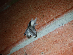 Tolype velleda