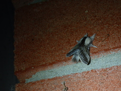 Tolype velleda