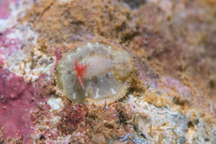Nudibranchia