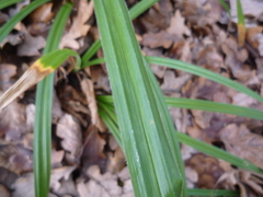 Carex pilosa