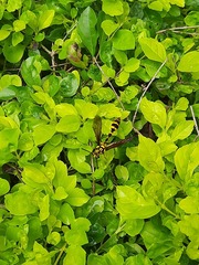 Phimenes flavopictus