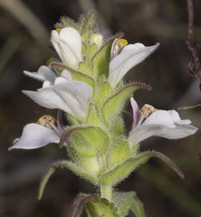 Bellardia trixago