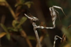Empusa pennata