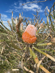 Banksia prionotes