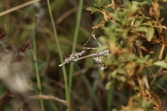 Empusa pennata