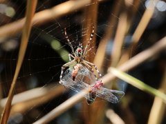 Argiope picta