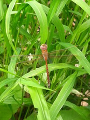 Anaciaeschna jaspidea