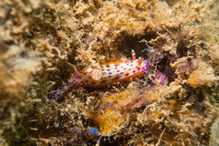 Nudibranchia