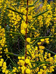 Acacia cochlearis