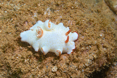 Goniobranchus