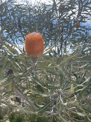 Banksia prionotes