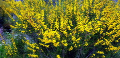 Acacia cochlearis