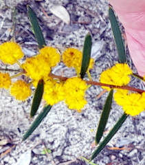Acacia cochlearis