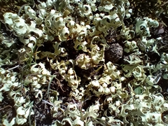 Xanthoparmelia semiviridis