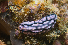 Phyllidiella