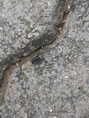 Camponotus sericeus
