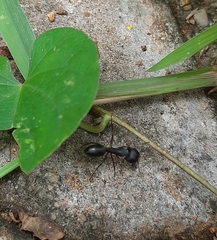 Camponotus compressus