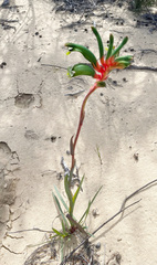 Anigozanthos manglesii