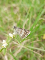 Spialia galba