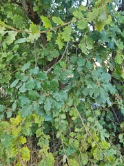 Quercus