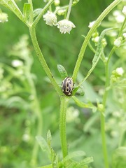 Zygogramma bicolorata